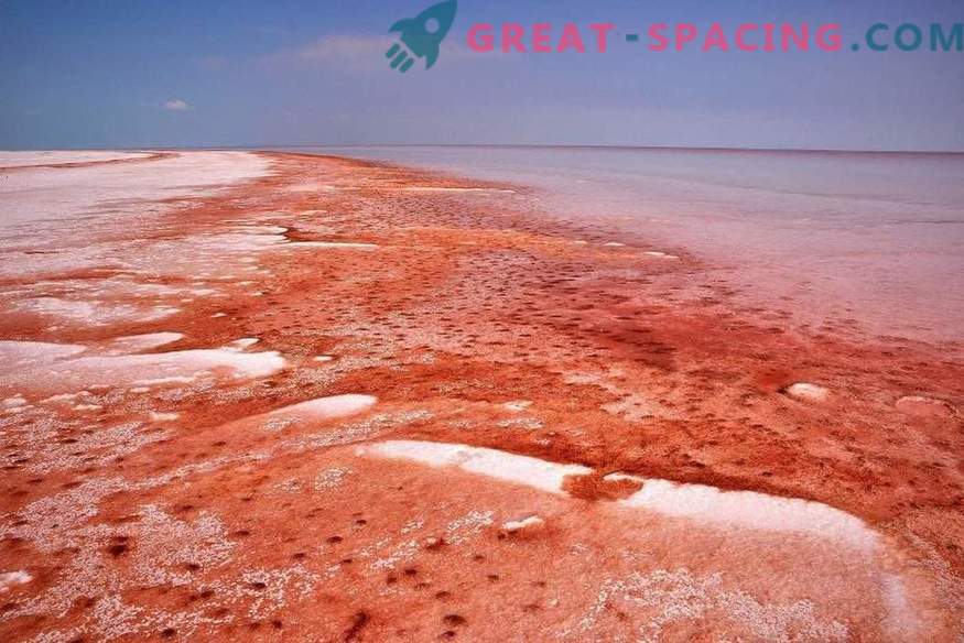 Welk terrestrische organisme kan zich verbergen in zout Marswater?
