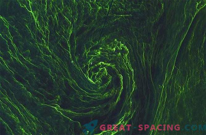 Satelliet vangt whirlpool van groene algen