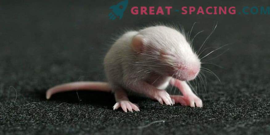 Muizen werden geboren uit sperma, nadat ze 9 maanden in de ruimte waren doorgebracht